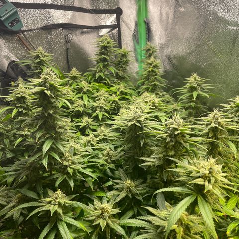 Mystery Seed Sativa growlog timeline photo