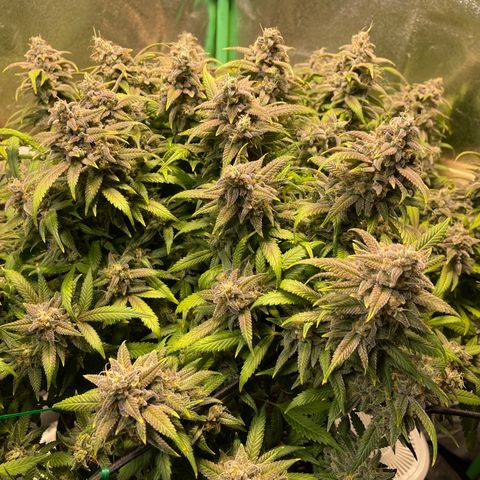 Skywalker Ghost Kush growlog timeline photo
