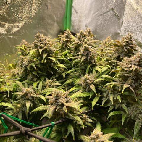 Skywalker Ghost Kush growlog timeline photo