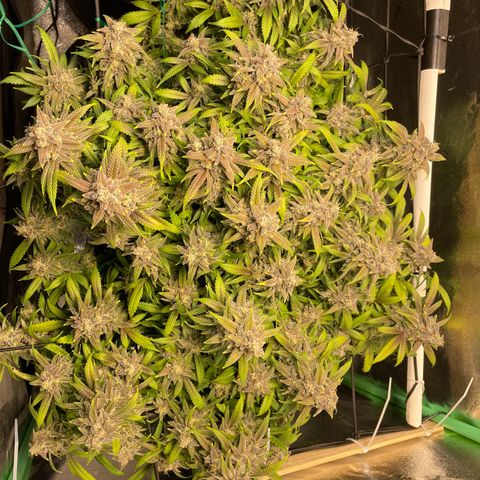 Skywalker Ghost Kush growlog timeline photo