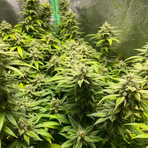 Mystery Seed Sativa growlog timeline photo
