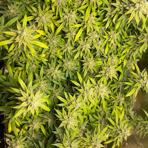 Mystery Seed Sativa growlog timeline photo