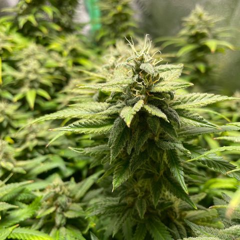 Mystery Seed Sativa growlog timeline photo