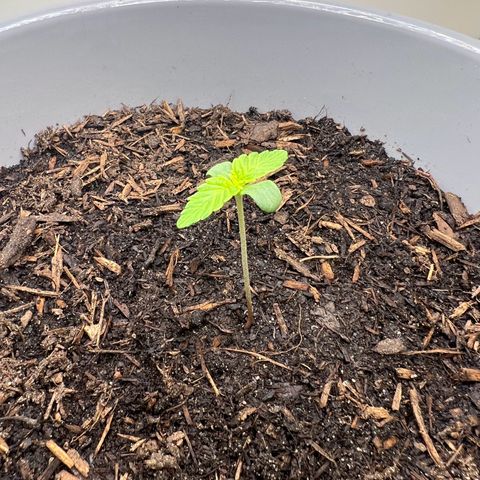 Quick One Auto growlog timeline photo