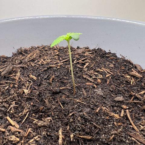 Quick One Auto growlog timeline photo