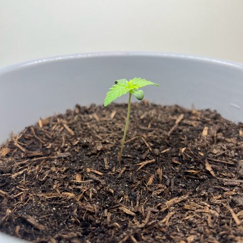 Quick One Auto growlog timeline photo
