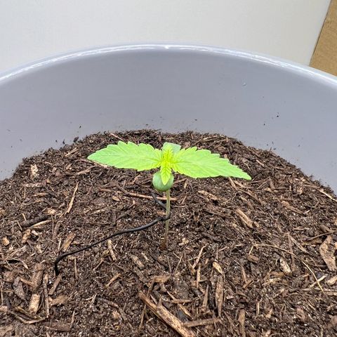 Quick One Auto growlog timeline photo
