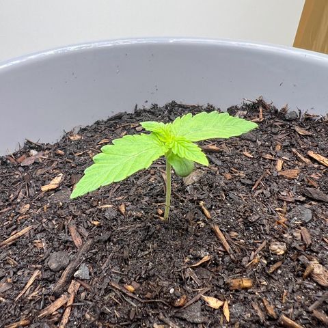 Quick One Auto growlog timeline photo