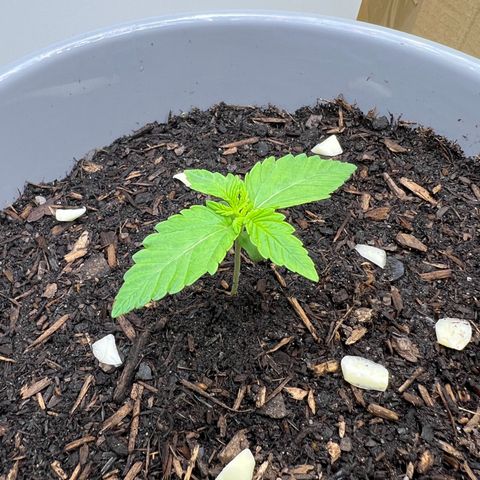 Quick One Auto growlog photo: Trauermücken. Bald Nematoden