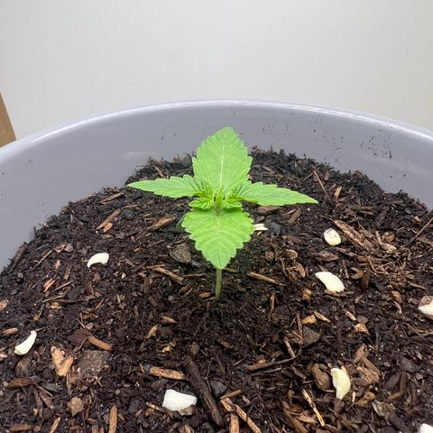 Quick One Auto growlog timeline photo