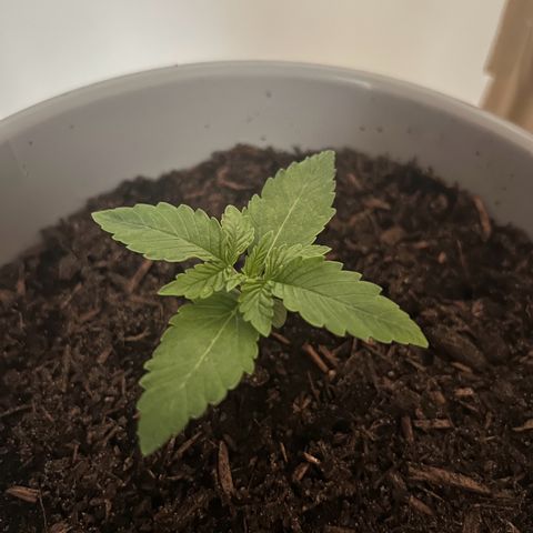 Quick One Auto growlog timeline photo