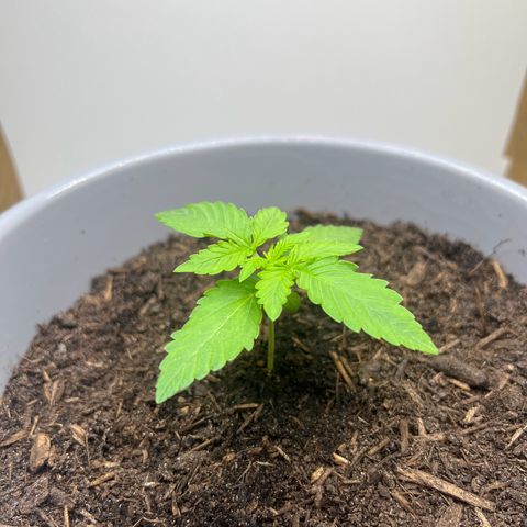 Quick One Auto growlog timeline photo