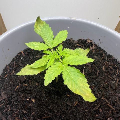 Quick One Auto growlog photo: Anscheinend Nährstoffmangel