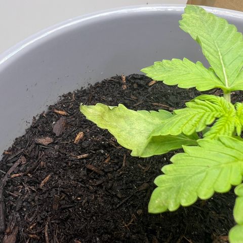 Quick One Auto growlog photo: Anscheinend Nährstoffmangel