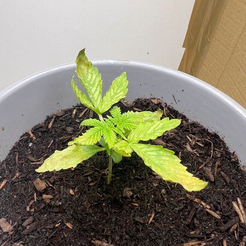 Quick One Auto growlog timeline photo