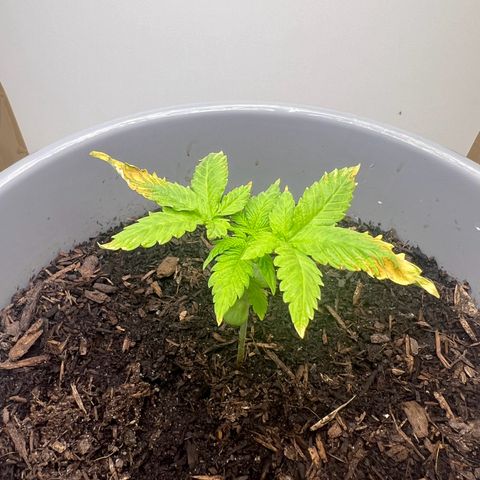 Quick One Auto growlog timeline photo