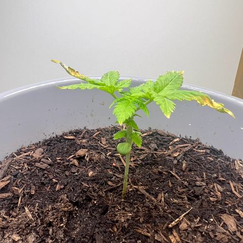 Quick One Auto growlog timeline photo