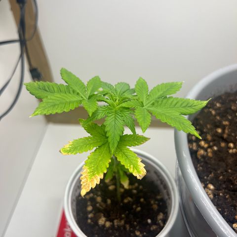 Quick One Auto growlog timeline photo