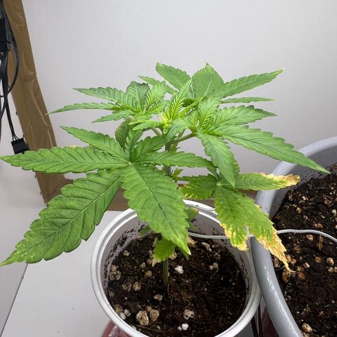 Quick One Auto growlog timeline photo