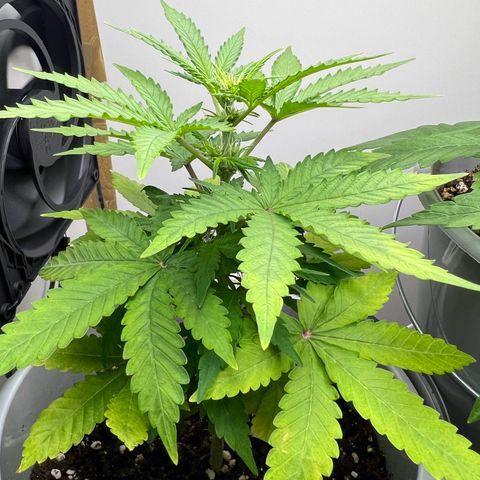 Quick One Auto growlog timeline photo