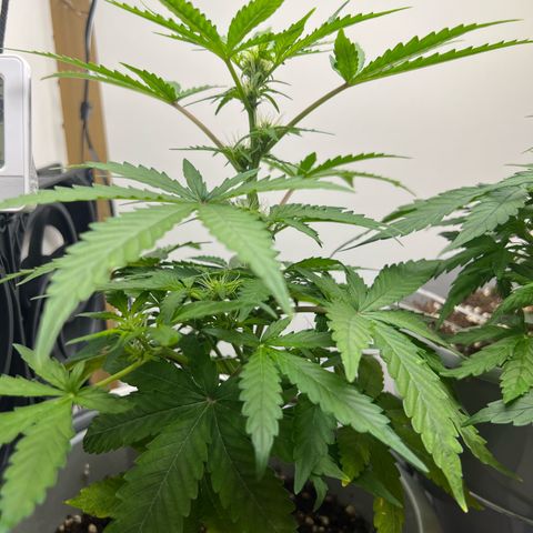 Quick One Auto growlog timeline photo