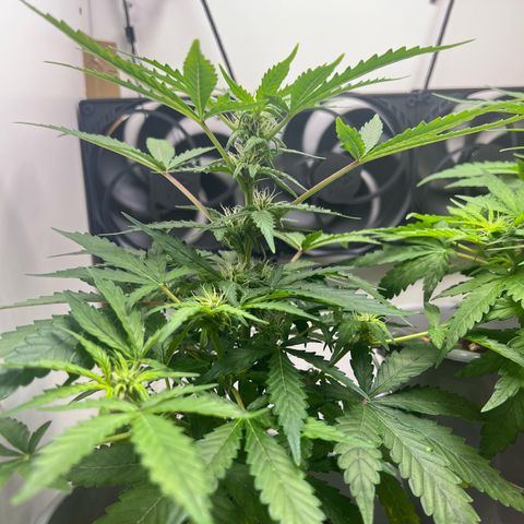 Quick One Auto growlog timeline photo