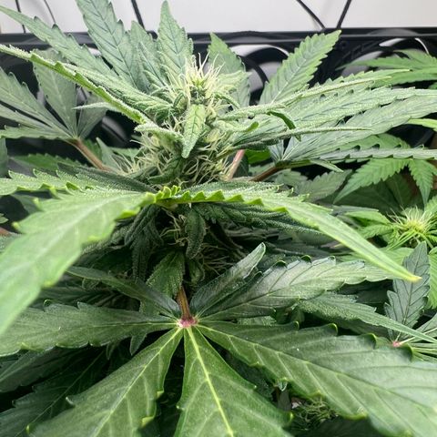 Quick One Auto growlog timeline photo