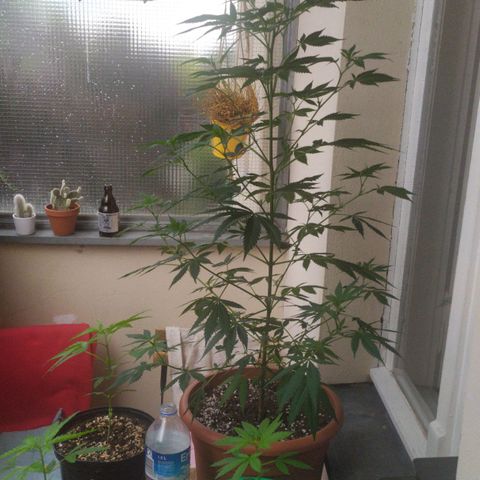 La mayor growlog timeline photo