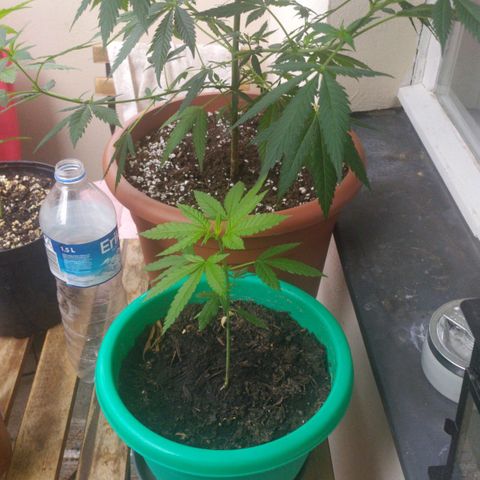 La mayor growlog timeline photo