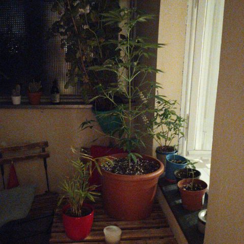 La mayor growlog timeline photo