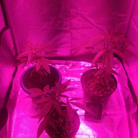 La mayor growlog timeline photo