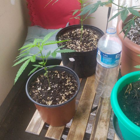 La mayor growlog timeline photo