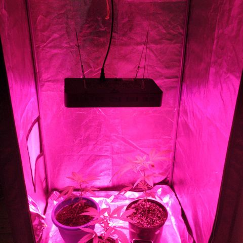 La mayor growlog timeline photo