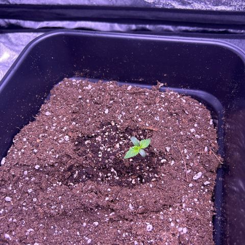 Royal Cheese Automatic growlog timeline photo