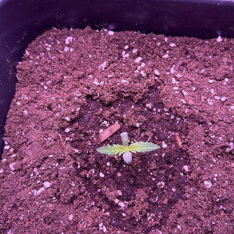 Royal Kush Automatic growlog timeline photo