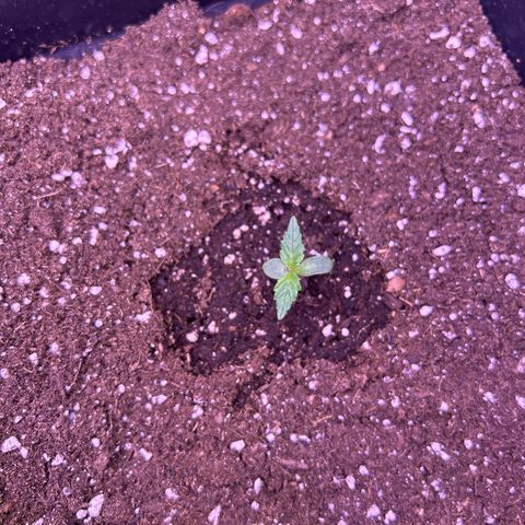 Grape Ape growlog timeline photo