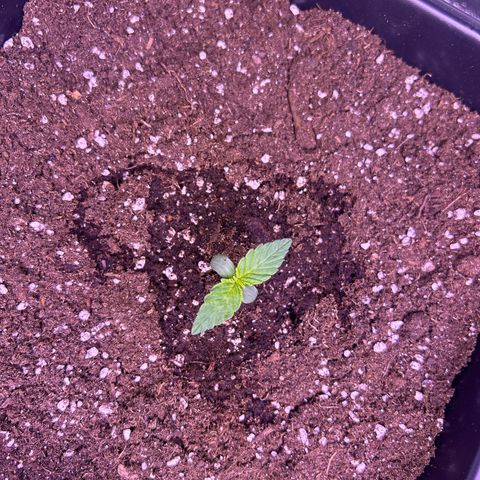 Wedding Cake Auto growlog timeline photo