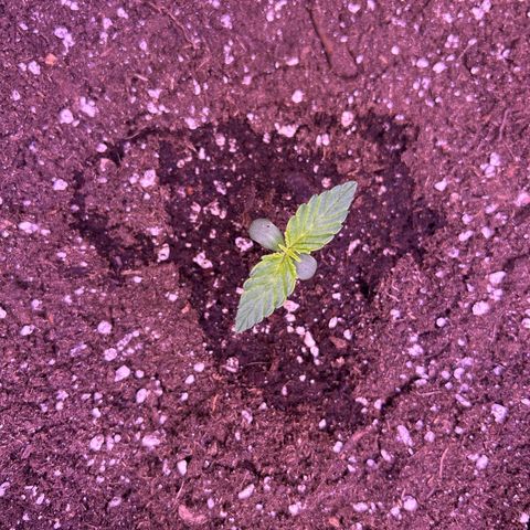 Wedding Cake Auto growlog timeline photo