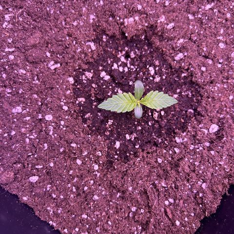 Royal Cheese Automatic growlog timeline photo