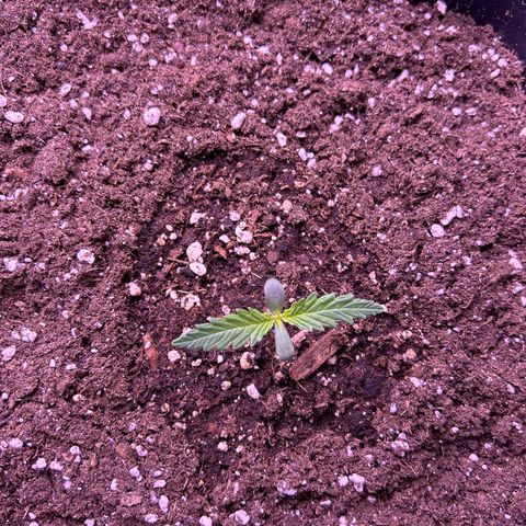 Royal Kush Automatic growlog timeline photo