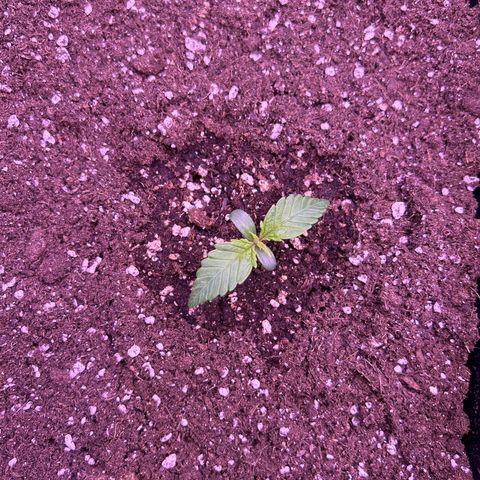 Royal Cheese Automatic growlog timeline photo