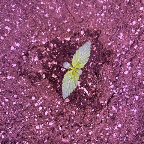 Wedding Cake Auto growlog timeline photo