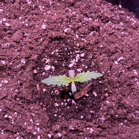 Royal Kush Automatic growlog timeline photo
