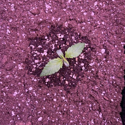 Royal Cheese Automatic growlog timeline photo