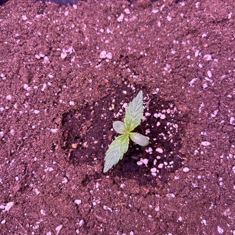 Grape Ape growlog timeline photo