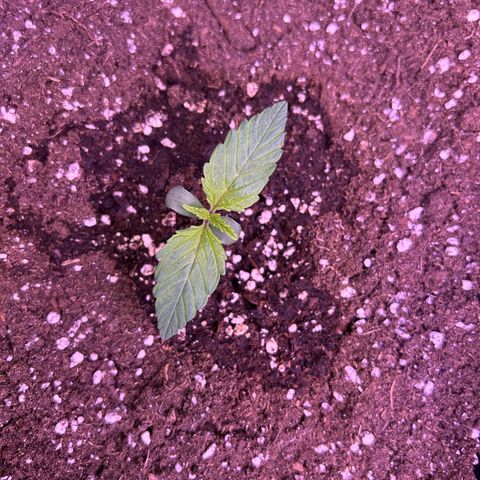 Wedding Cake Auto growlog timeline photo