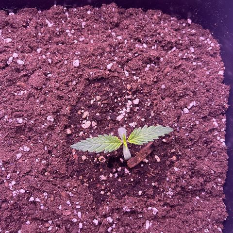 Royal Kush Automatic growlog timeline photo
