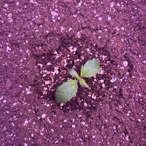 Royal Cheese Automatic growlog timeline photo