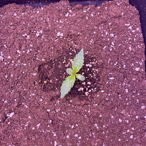 Grape Ape growlog timeline photo