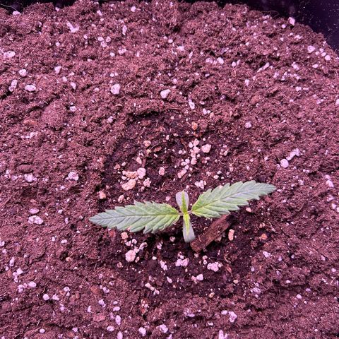 Royal Kush Automatic growlog timeline photo